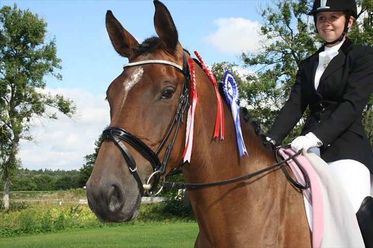 Dansk Varmblod Champagne VG (tidl. lånehest) billede 5