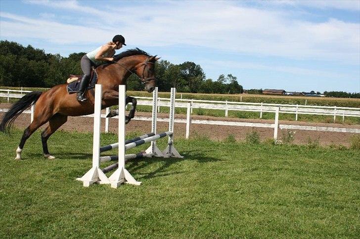 Dansk Varmblod Champagne VG (tidl. lånehest) billede 6