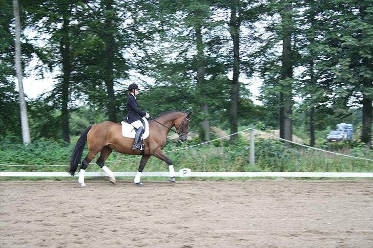 Dansk Varmblod Champagne VG (tidl. lånehest) billede 7