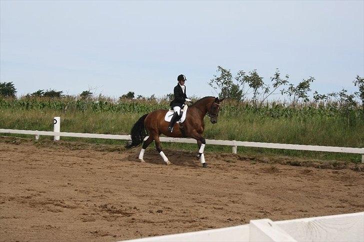 Dansk Varmblod Champagne VG (tidl. lånehest) billede 8