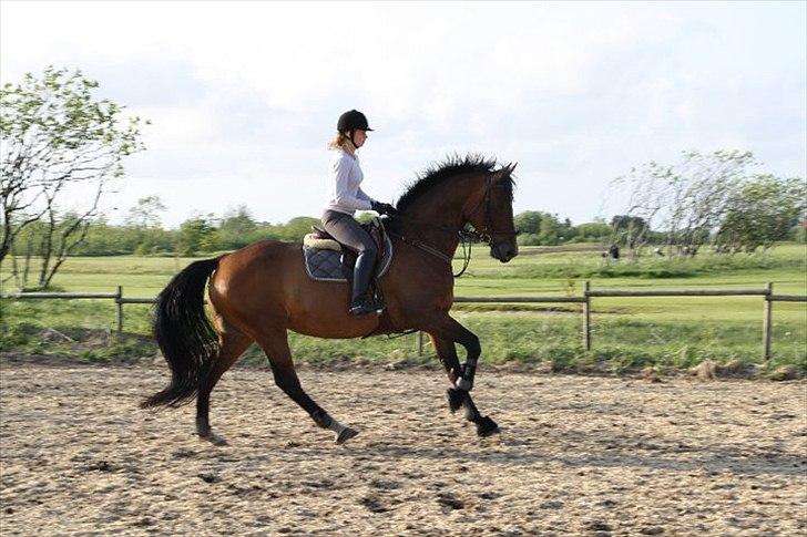 Dansk Varmblod Champagne VG (tidl. lånehest) billede 9