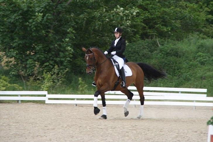 Dansk Varmblod Champagne VG (tidl. lånehest) billede 10