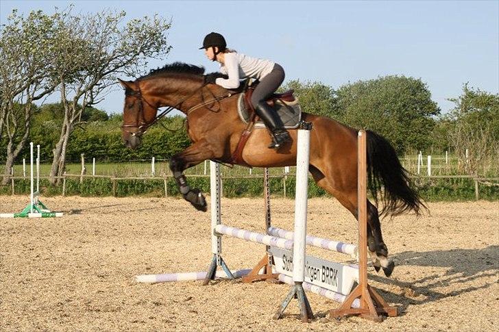 Dansk Varmblod Champagne VG (tidl. lånehest) billede 11