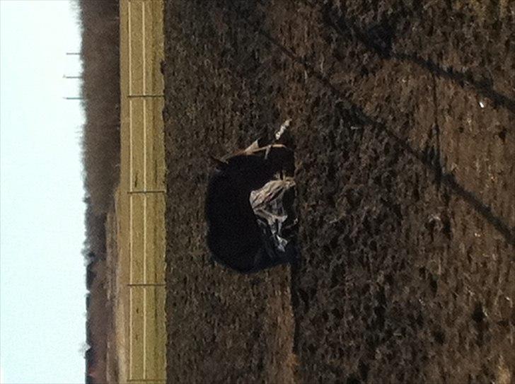 Dansk Varmblod Champagne VG (tidl. lånehest) billede 12