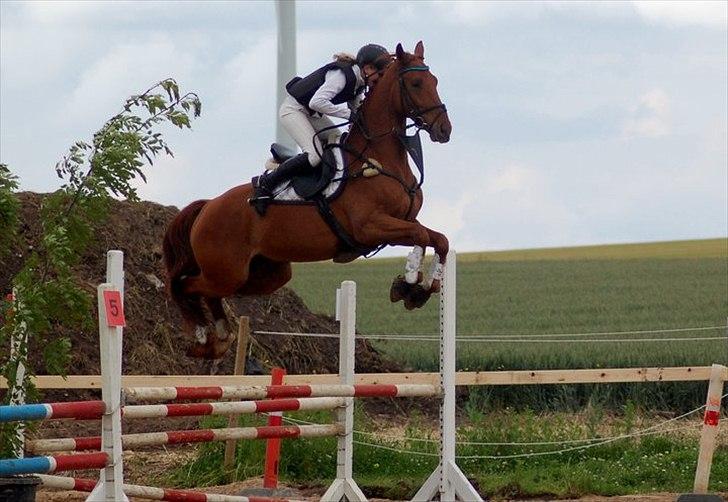 Anden særlig race Stald mejses don reno (solgt) - en smule for højt? billede 11