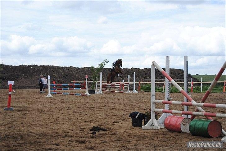 Anden særlig race Stald mejses don reno (solgt) - ups. billede 10
