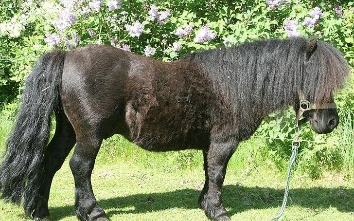Shetlænder Tarzan Klinkenbjerg billede 3