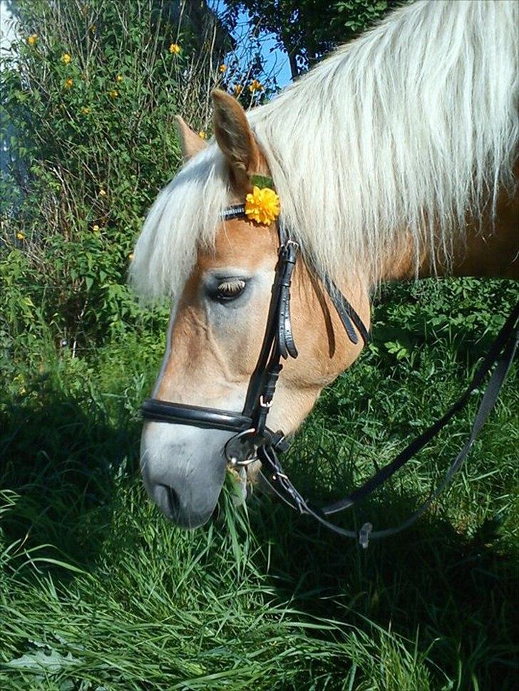 Haflinger Boline Bendroff billede 14