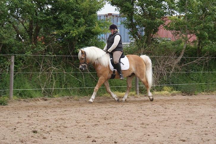 Haflinger Anders Lindegaard HINGST R.I.P billede 9