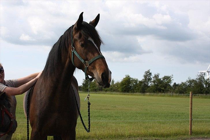 Holstener Prior´s Carmen billede 3