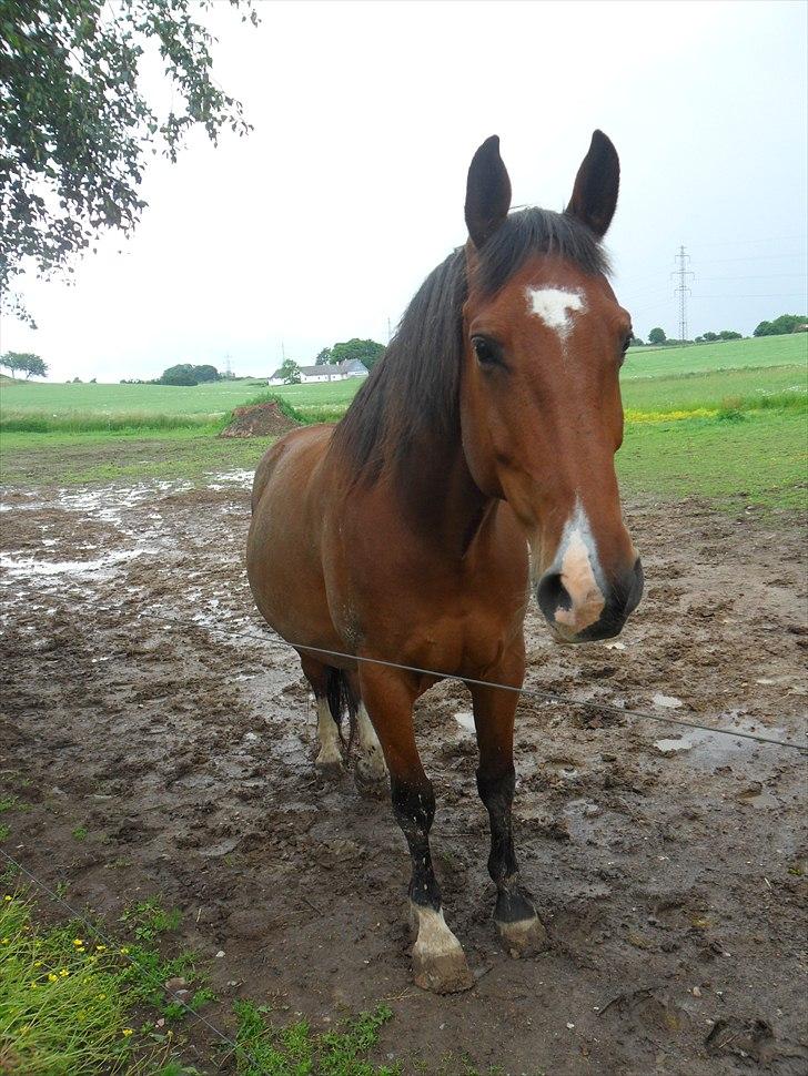Anden særlig race Delano <3 Himmel hest <3 - Smukke pony hest billede 17