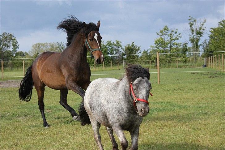 Holstener Prior´s Carmen billede 6