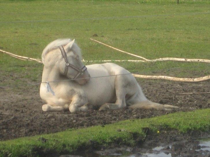 Anden særlig race Minigårdens Penny Lane billede 1