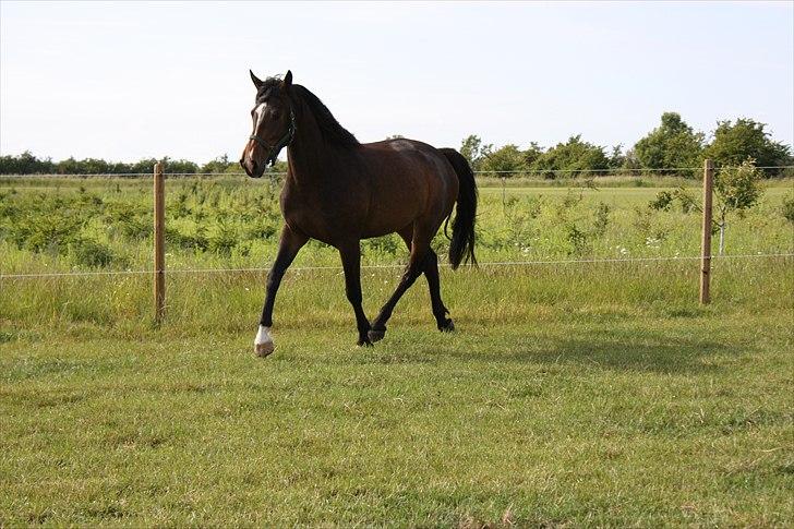 Holstener Prior´s Carmen billede 7