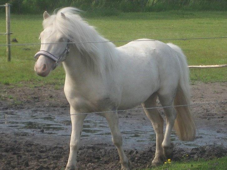 Anden særlig race Minigårdens Penny Lane billede 2