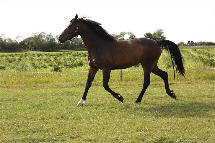 Holstener Prior´s Carmen billede 8