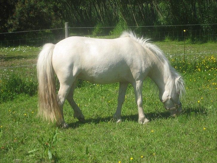 Anden særlig race Minigårdens Penny Lane billede 3