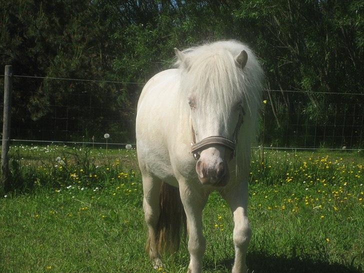 Anden særlig race Minigårdens Penny Lane billede 4