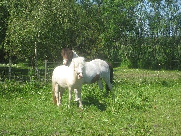 Anden særlig race Minigårdens Penny Lane billede 5
