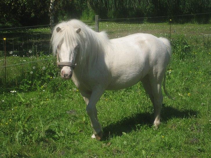 Anden særlig race Minigårdens Penny Lane billede 6