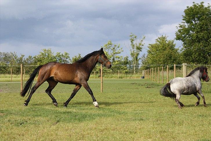 Holstener Prior´s Carmen billede 2