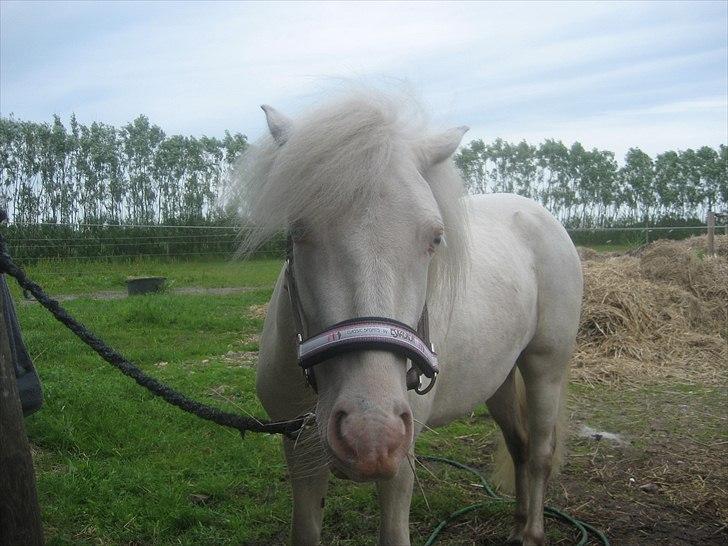 Anden særlig race Minigårdens Penny Lane billede 7