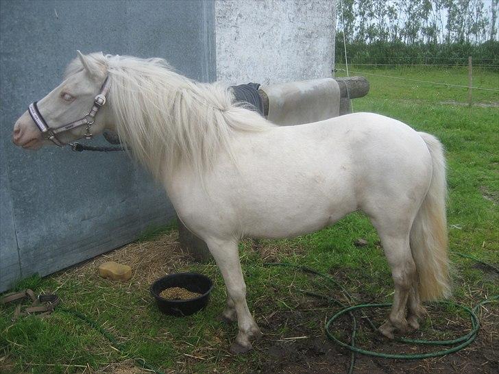 Anden særlig race Minigårdens Penny Lane billede 8