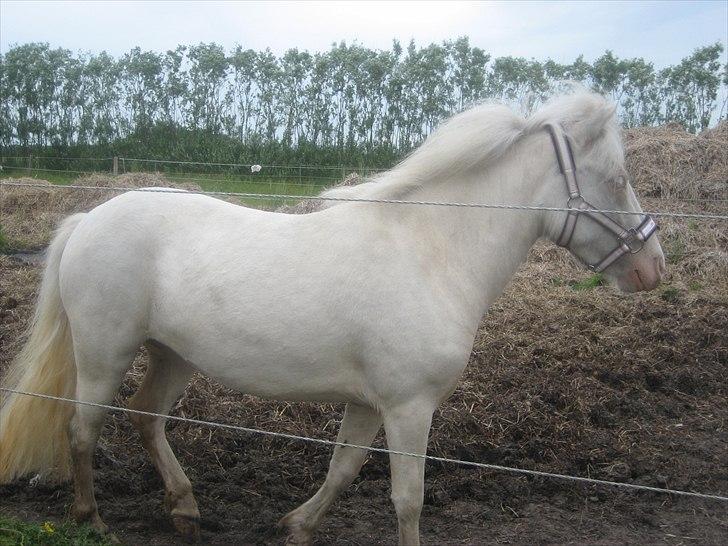 Anden særlig race Minigårdens Penny Lane billede 9