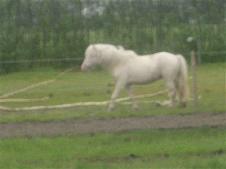 Anden særlig race Minigårdens Penny Lane billede 10