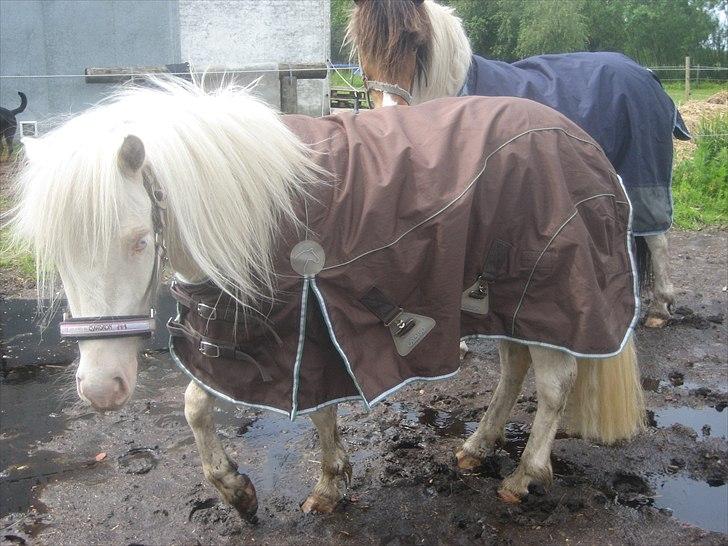 Anden særlig race Minigårdens Penny Lane billede 11