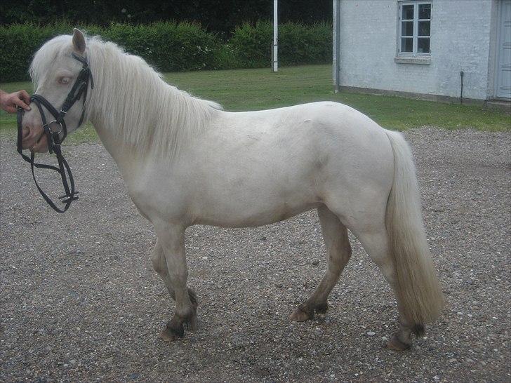 Anden særlig race Minigårdens Penny Lane billede 12