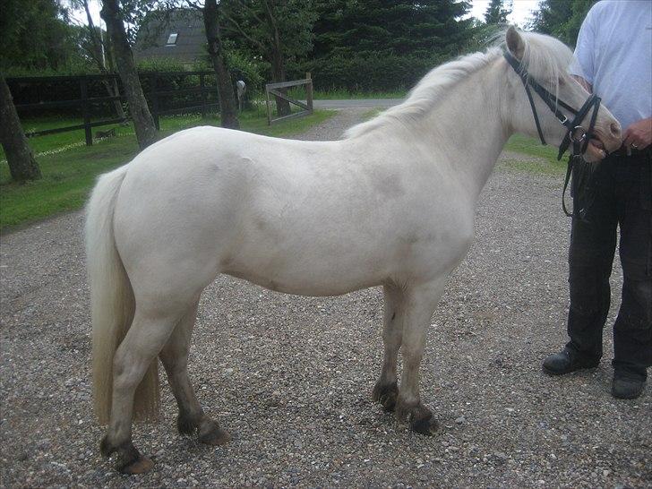 Anden særlig race Minigårdens Penny Lane billede 13