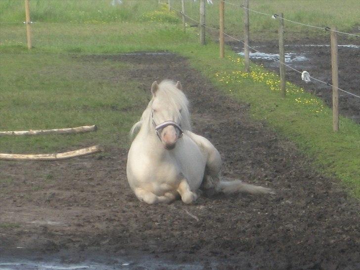 Anden særlig race Minigårdens Penny Lane billede 14