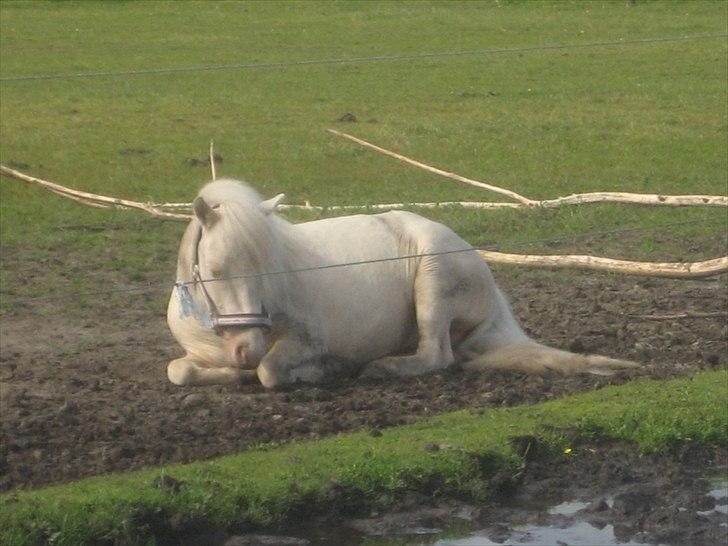 Anden særlig race Minigårdens Penny Lane billede 15