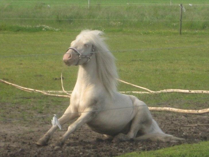 Anden særlig race Minigårdens Penny Lane billede 16