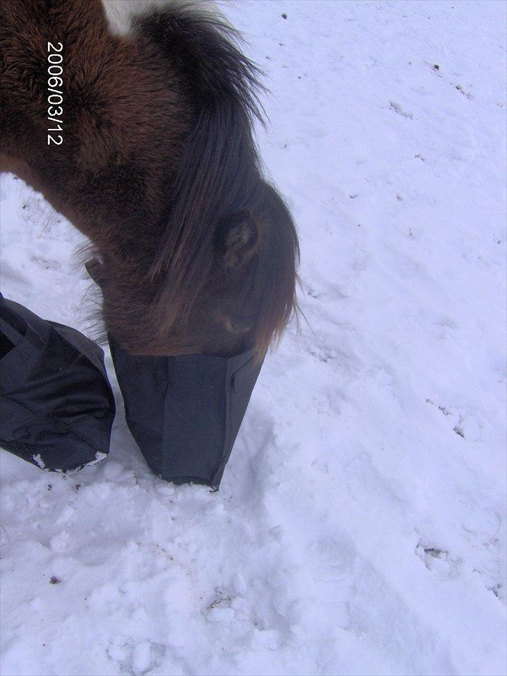 Islænder Embla fra Vesterlund - "uhh en pose... MAD!?"  billede 16
