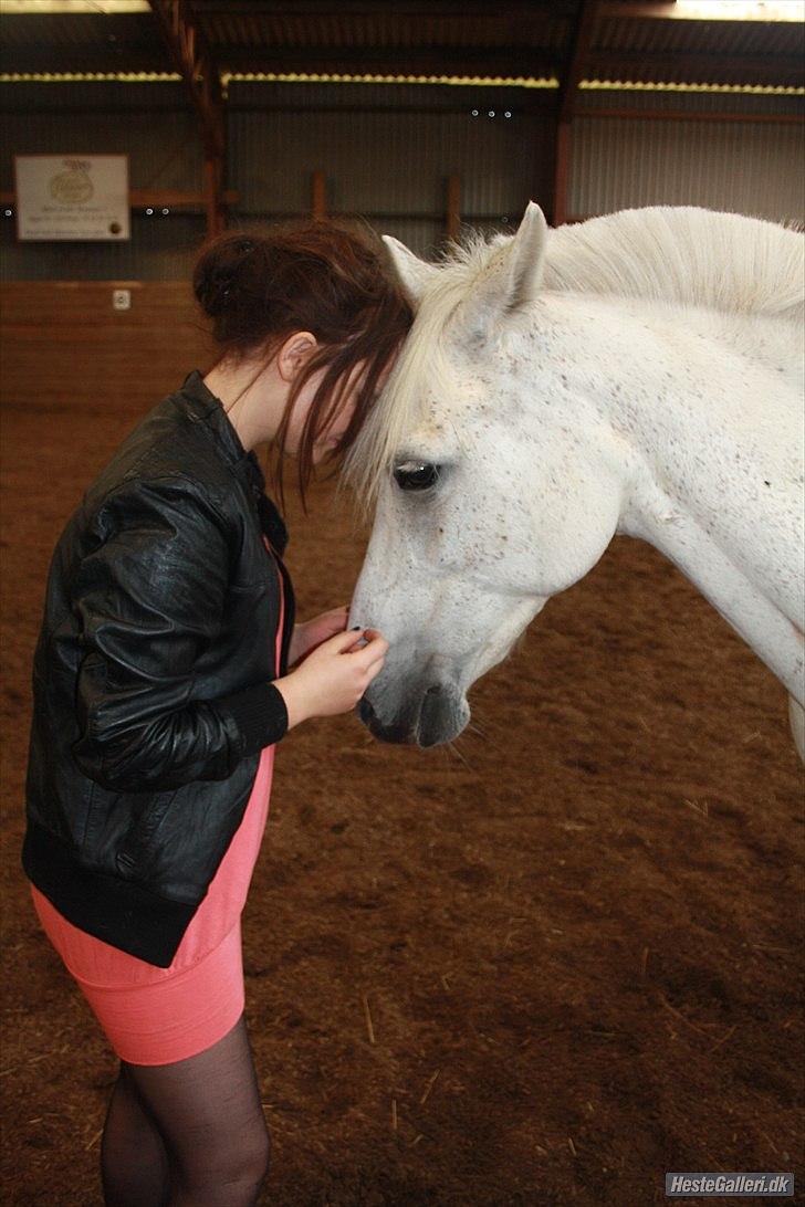 Anden særlig race Silver - Kæft hvor jeg elsker dig pony.. i: Billede af Clara Egdal. billede 5