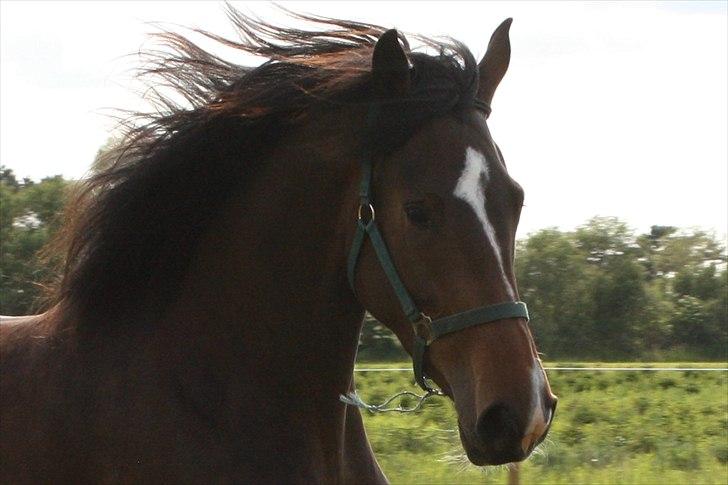 Holstener Prior´s Carmen billede 1