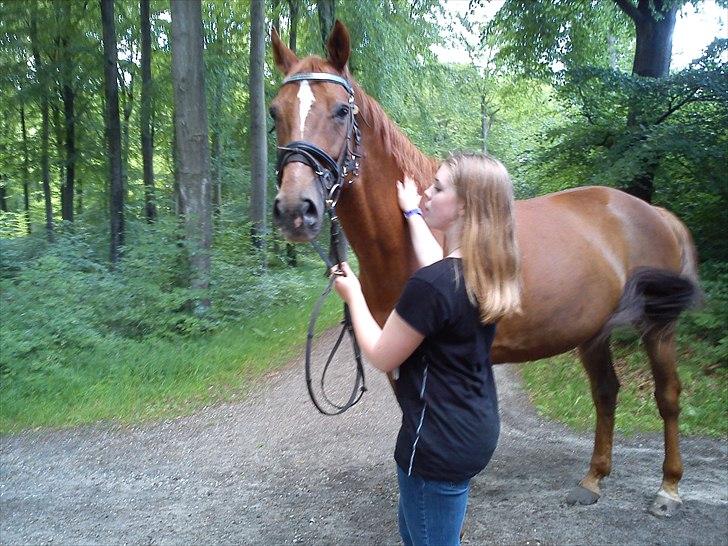 Oldenborg Tamino R.I.P billede 1