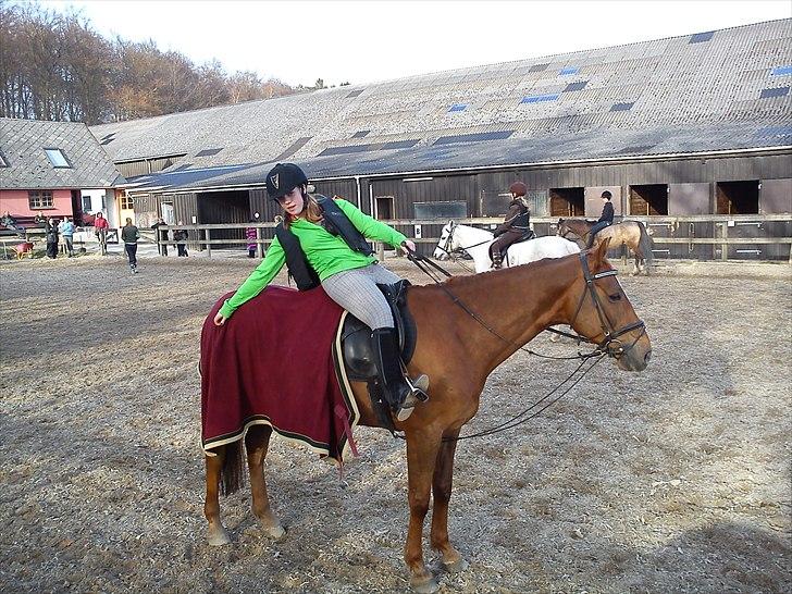 Oldenborg Tamino R.I.P billede 3