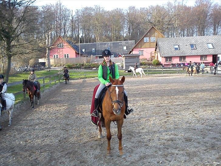 Oldenborg Tamino R.I.P billede 4