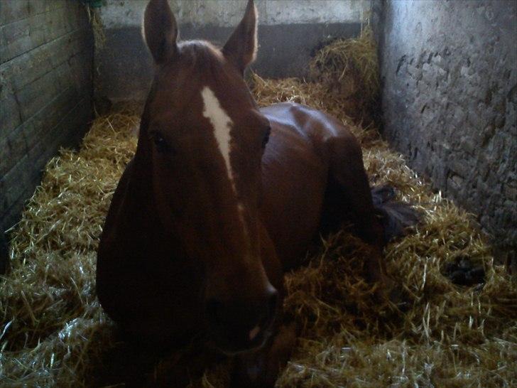 Oldenborg Tamino R.I.P billede 5