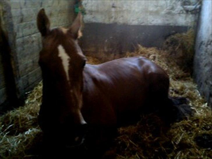 Oldenborg Tamino R.I.P billede 6