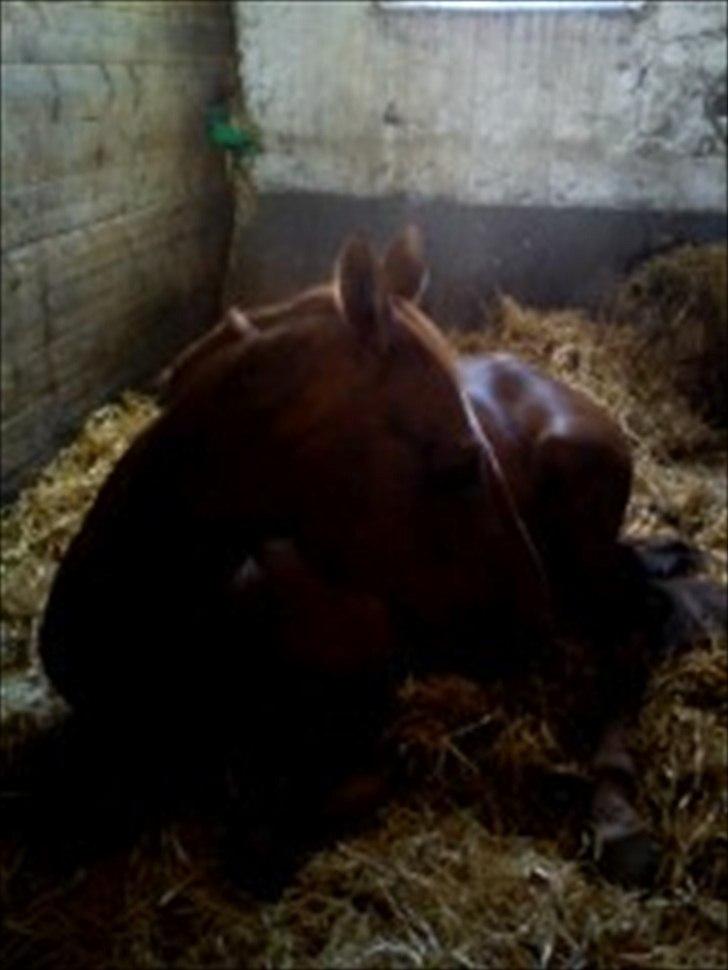 Oldenborg Tamino R.I.P billede 7