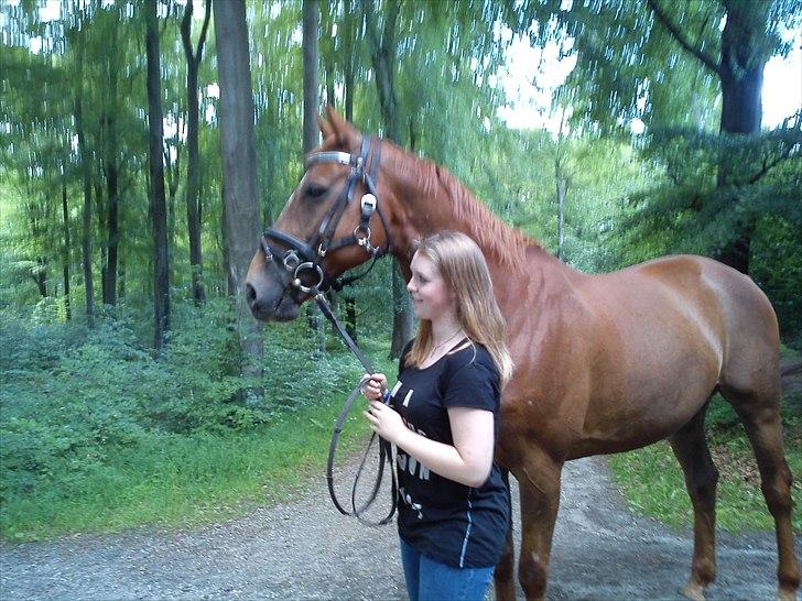 Oldenborg Tamino R.I.P billede 8