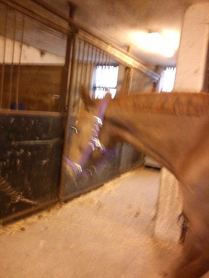 Oldenborg Tamino R.I.P billede 9