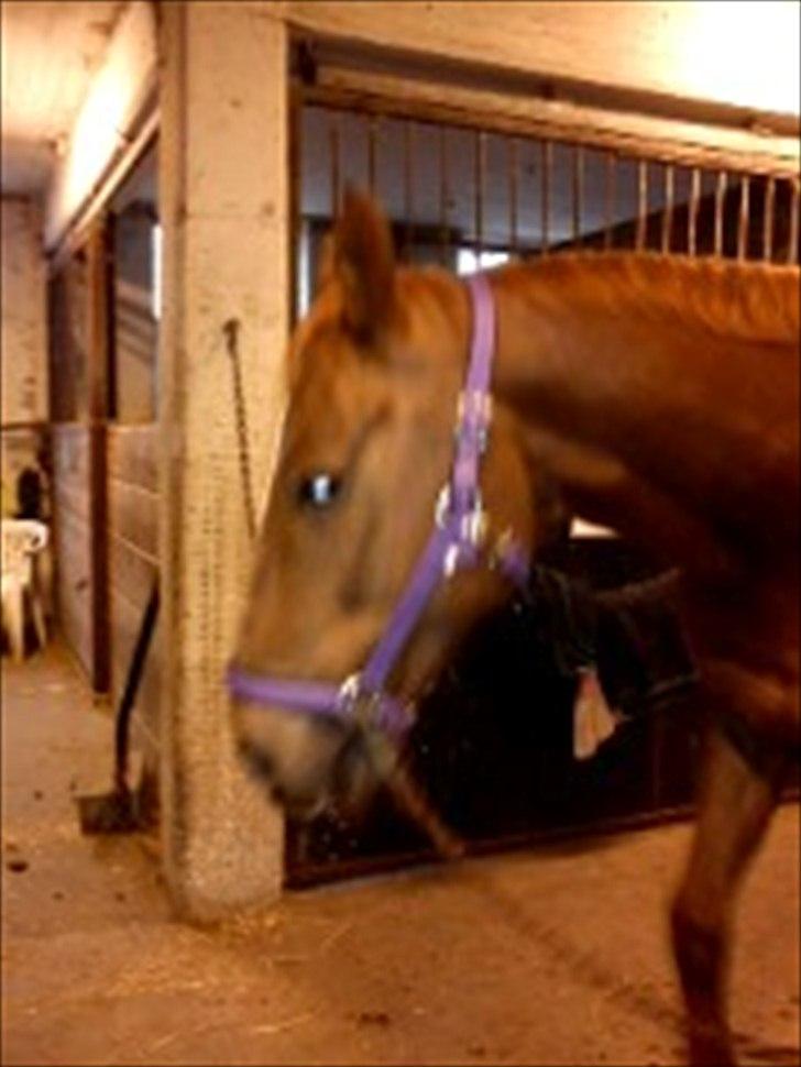 Oldenborg Tamino R.I.P billede 10