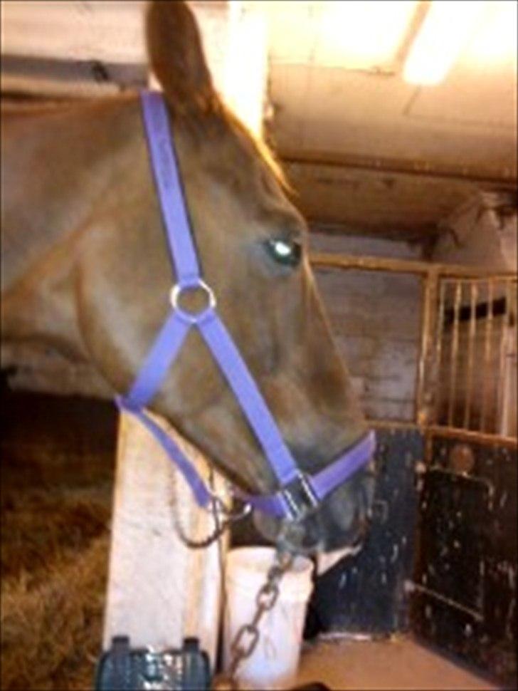 Oldenborg Tamino R.I.P billede 11