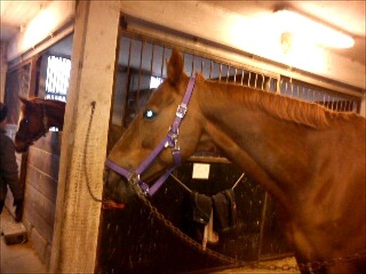 Oldenborg Tamino R.I.P billede 12