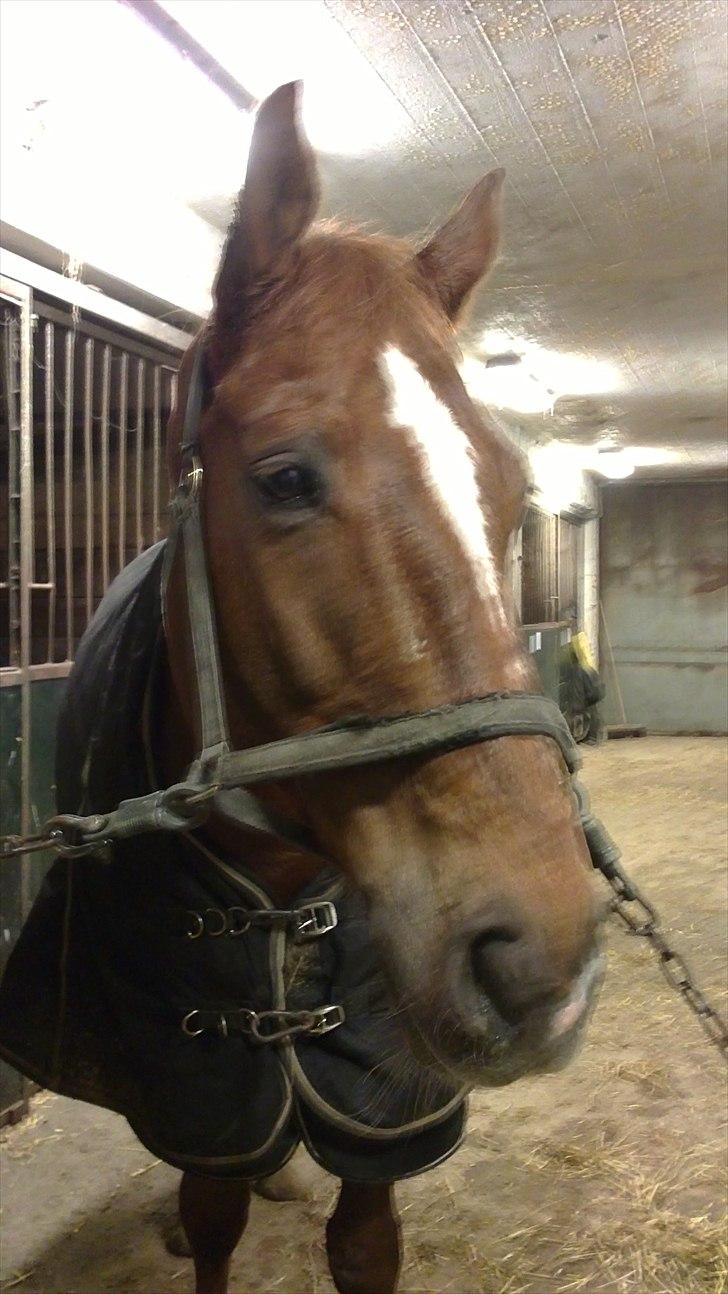 Oldenborg Tamino R.I.P billede 13